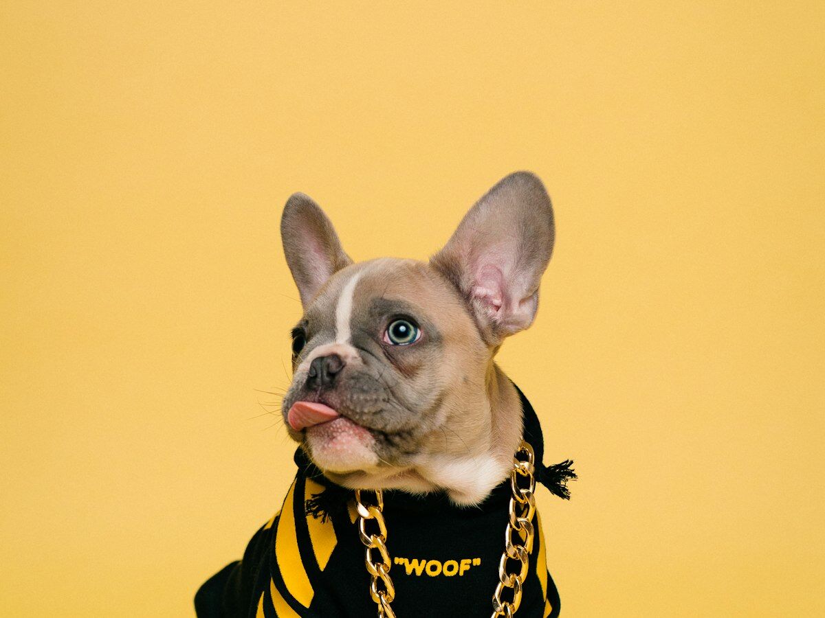 Frenchie Shop - Pet Apparel eCommerce SEO Case Study